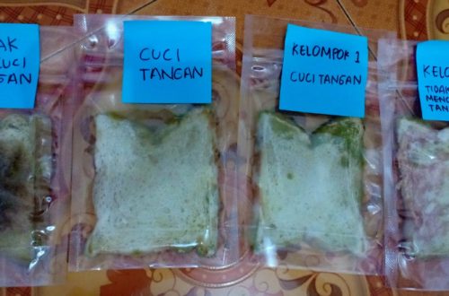 eksperimen roti basi, sains anak usia dini, kebersihan anak, mencuci sebelum makan